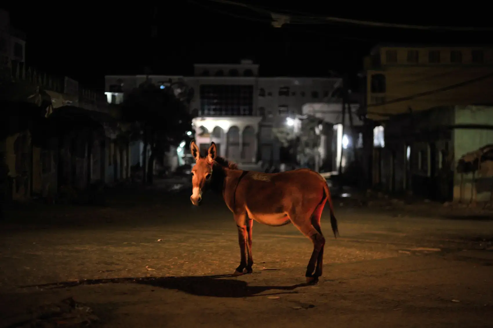 A donkey on a roundabout in Baidoa at night