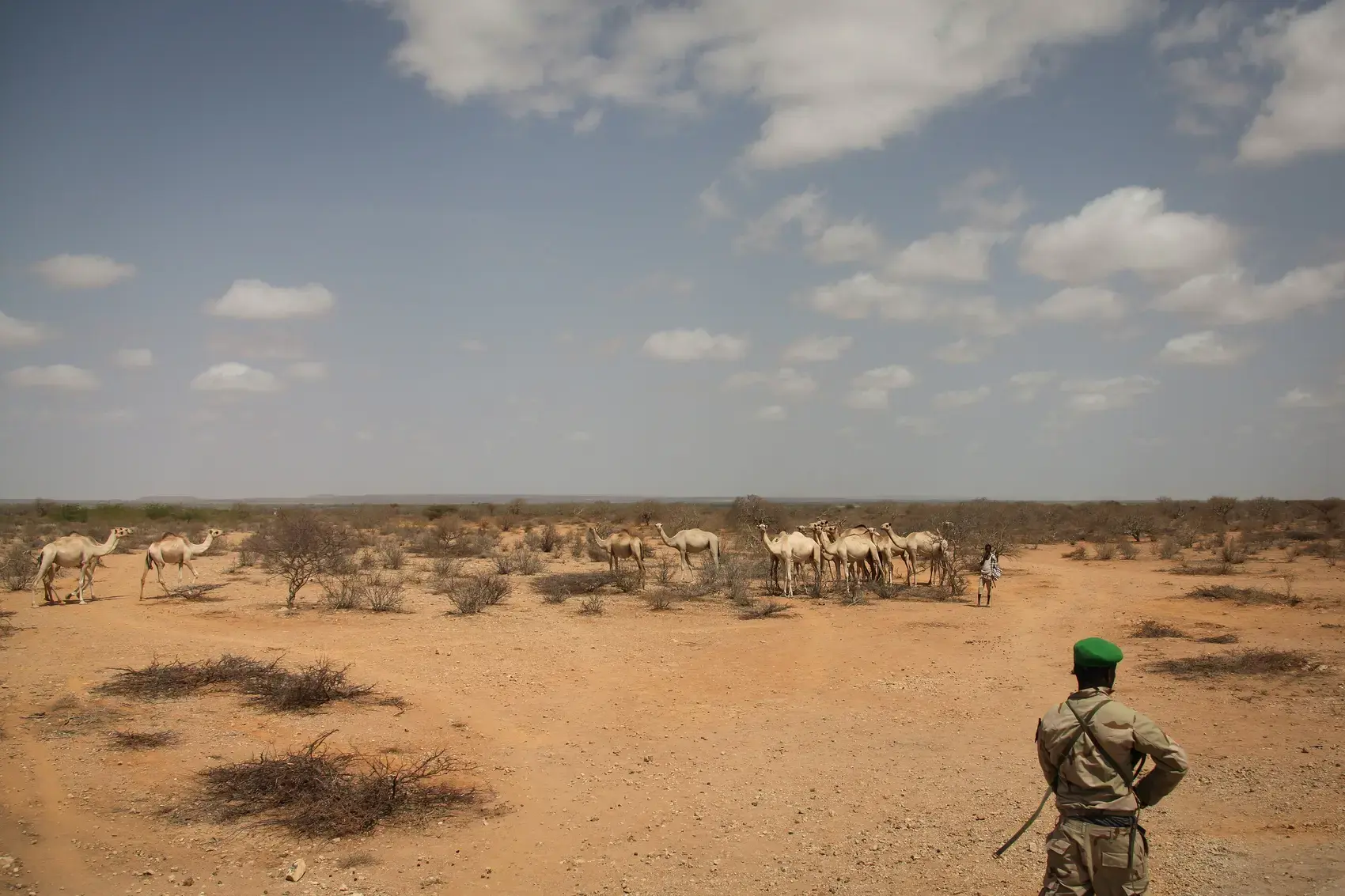 Dry scrubland and grazing camels near Belet Weyne