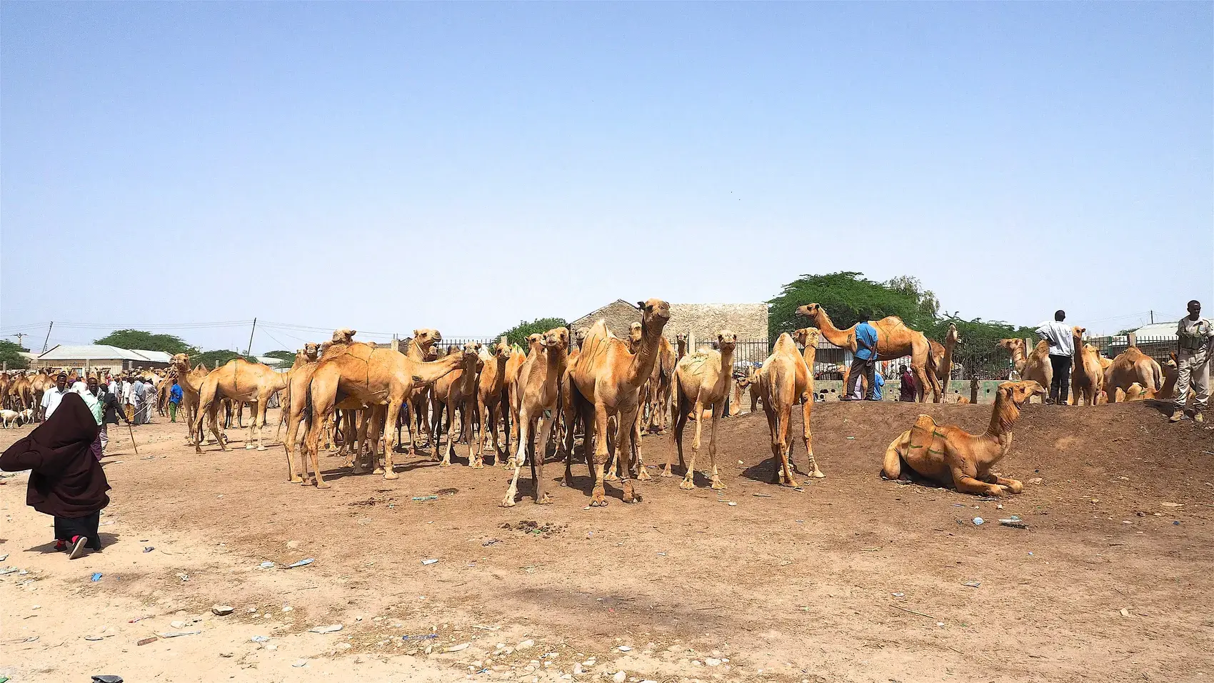 Camels at the livestock market in Hargeisa