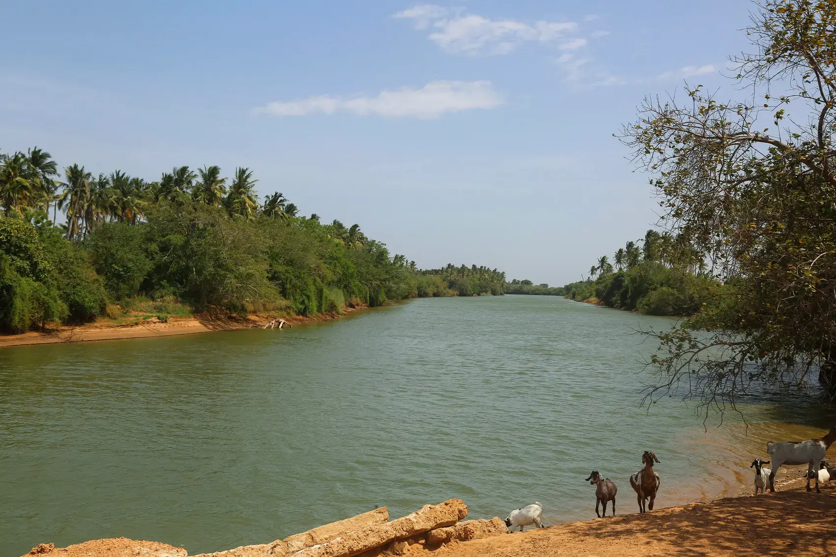 The Jubba River at Goobweyn